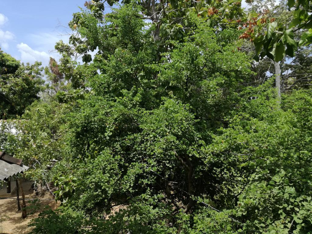 Sigiri Forest View Sigirija Zewnętrze zdjęcie